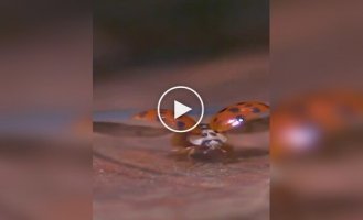 How a ladybug takes off