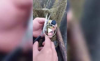 Rescue a tit that got tangled in a wire