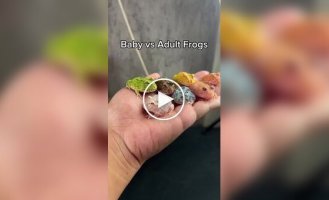 What different types of frogs look like in childhood and adulthood