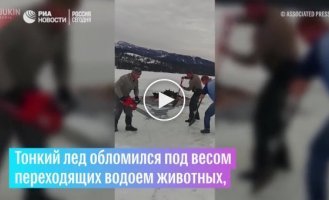 Мужчины прорубили во льду путь провалившимся лосям, чтобы те вышли из ловушки