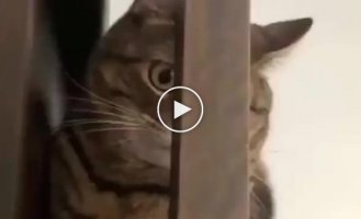 The priceless reaction of a cat who realized his predicament