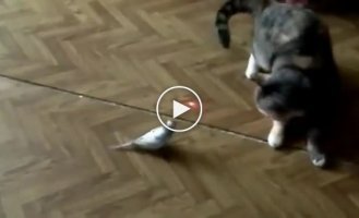 Кот попугай и лазерная указка