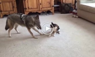 Волк попытался застать врасплох домашнюю кошку