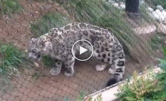 Funny reaction of a snow leopard to a new vegetable in the enclosure