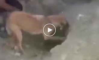 Люди помогли собачке откопать ее щенков, которых засыпало землей