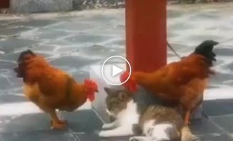 Where's the money, Lebowski! A funny episode of chickens pestering a cat