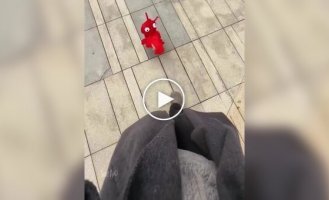 Хозяйка купила собаке костюм креветки и ни капли не пожалела
