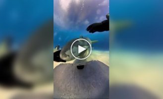 Tiger shark grabbed a diver's camera