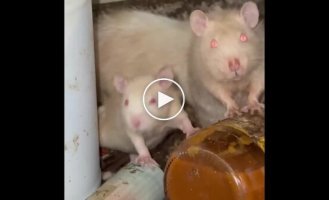 Крысы расплодились в жилом доме в США