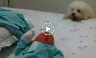 Собака радуется ребенку