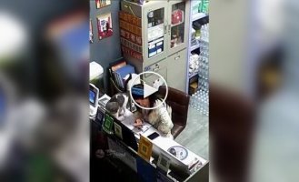 Кот пришел попрощаться