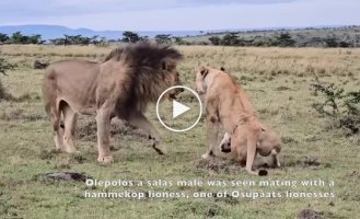 A lion caught a lioness with another male