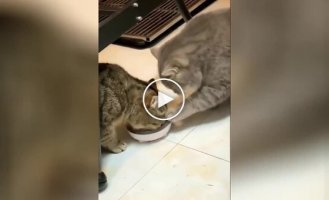 “Here, friend”: two cats having lunch together