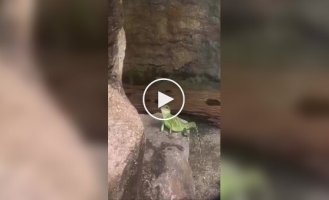 Приветливая ящерица