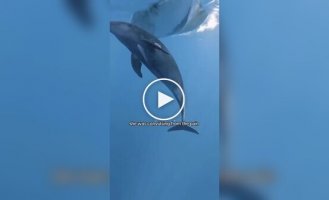 Дельфин подплыл к туристам за помощью