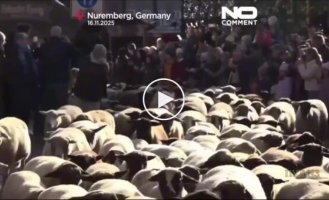 Овцы заполонили Нюрнберг