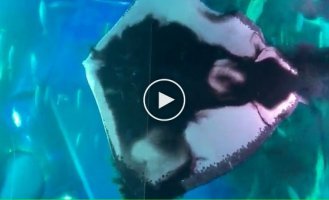 Морской скат удивил посетителей океанариума