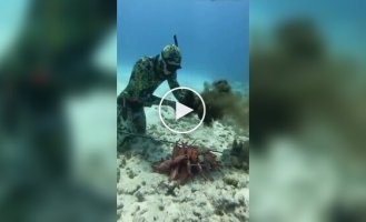 An octopus was able to stand up for itself