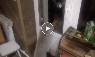 Кот требует, чтобы ему открыли дверь