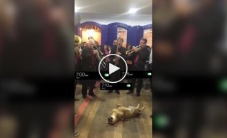 A dog that even an orchestra won't wake up