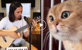 Musical break: The Kiffness has released a new cat hit