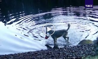 Вовчиця використовувала мережу для лову риби