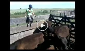 The young hooligan regretted that he decided to offend the bull