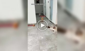 The most unlucky ginger cat
