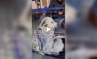 Пес обрел хозяев спустя годы жизни в приюте