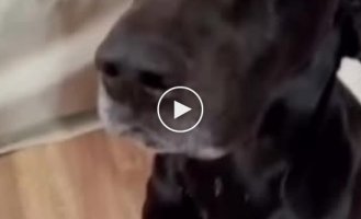 What happens if you give a dog an egg?