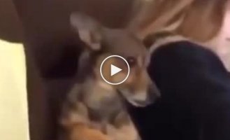 Funny dog's reaction to coughing