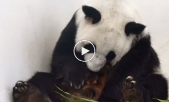 The birth of a giant panda cub in the zoo