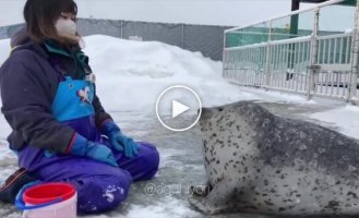 Тюлень синхронизировался со своей смотрительницей