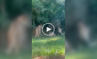 Львица с игривым настроением