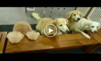 Столовый этикет по собачьи