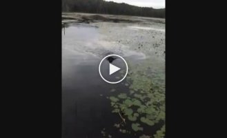 Собака спасла птенца из озера