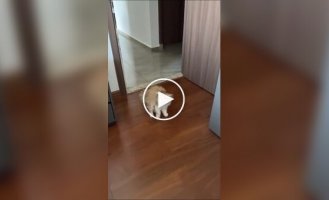 Реакция кошки на новую прическу хозяйки