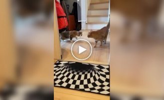 Cats avoid rugs with optical illusions