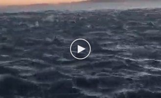 Стая дельфинов сопровождает лодку