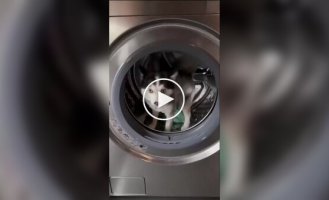 Помесь померанского шпица и хаски