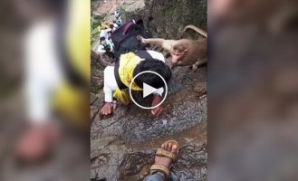 В Индии обезьяны начали «шмонать» туристов прямо на горе