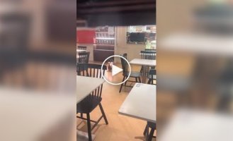 Сурикаты греются под лампой