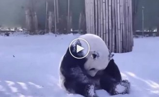 Panda happy friday