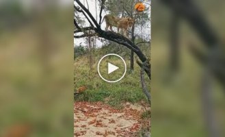 Lioness teaches her cubs to climb a tree