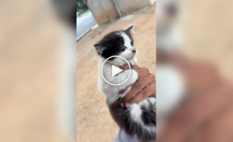 Rescuing a kitten on the road