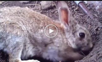 How a hare hides her babies