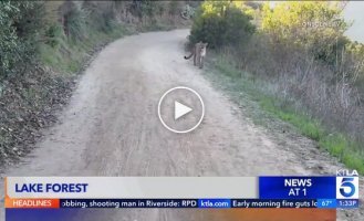 В США велосипедисты повстречали пуму на дороге