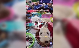 Коты зарабатывают на стримах на нужды приюта