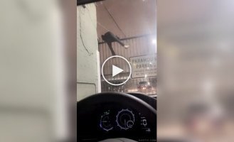 Спроба втечі закінчилася курйозом