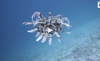 На видео попала морская лилия, возраст вида которой насчитывает почти полмиллиарда лет